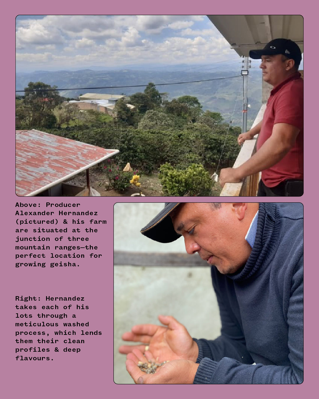 COLOMBIA, FINCA LA ESMERALDA