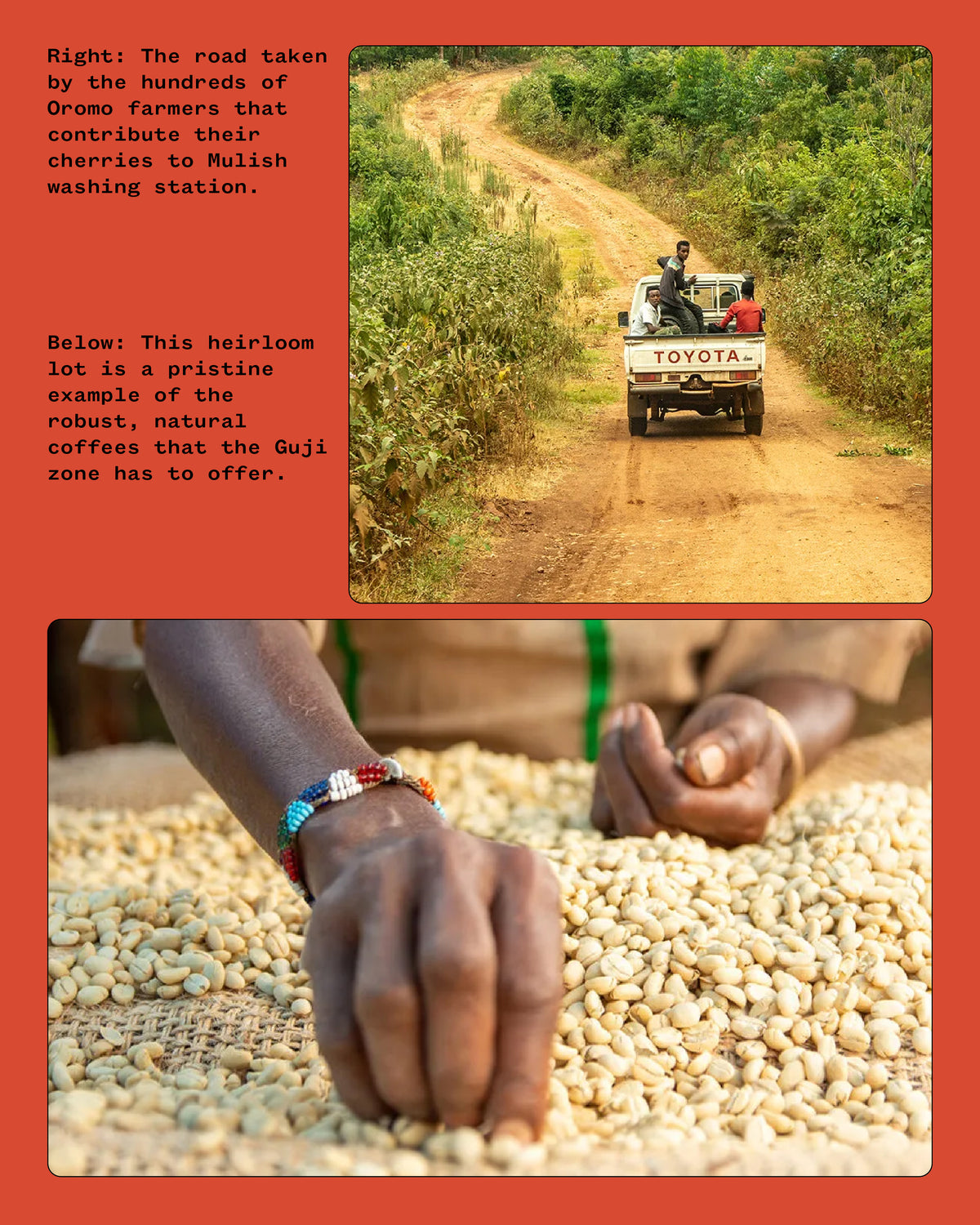 ETHIOPIA, MULISH